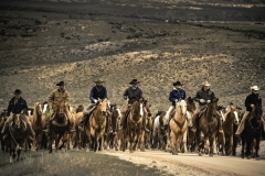 cowboys and herd