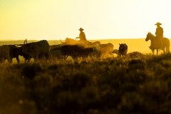 cowboys with cattle